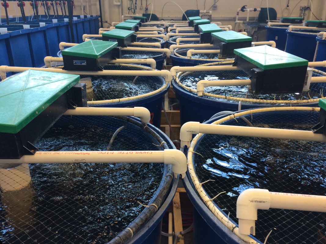 نصب تابلو کنترل PLC برای اتوماسیون مرکز تکثیر آبزیان